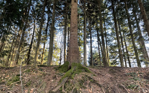 LEADER-Kulisse Schwäbischer Wald ruft zum Mitmachen auf